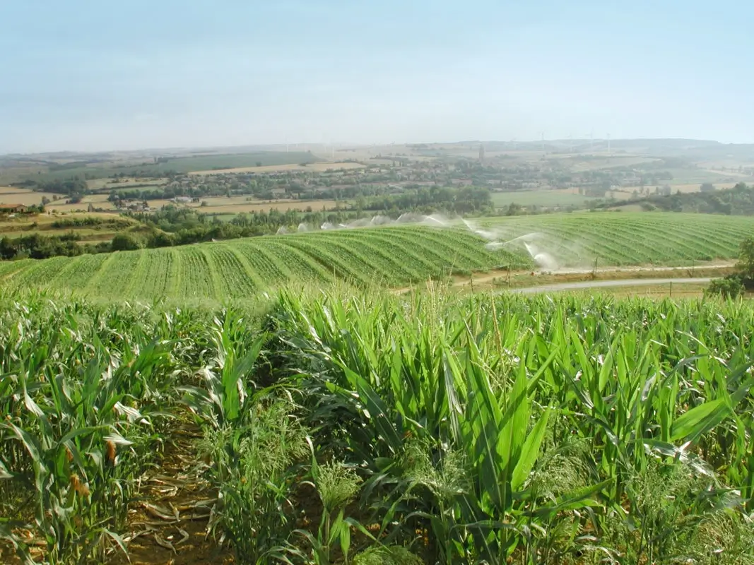Un campo di mais con un impianto d'irrigazione agricola in lontananza | Seeds for Future