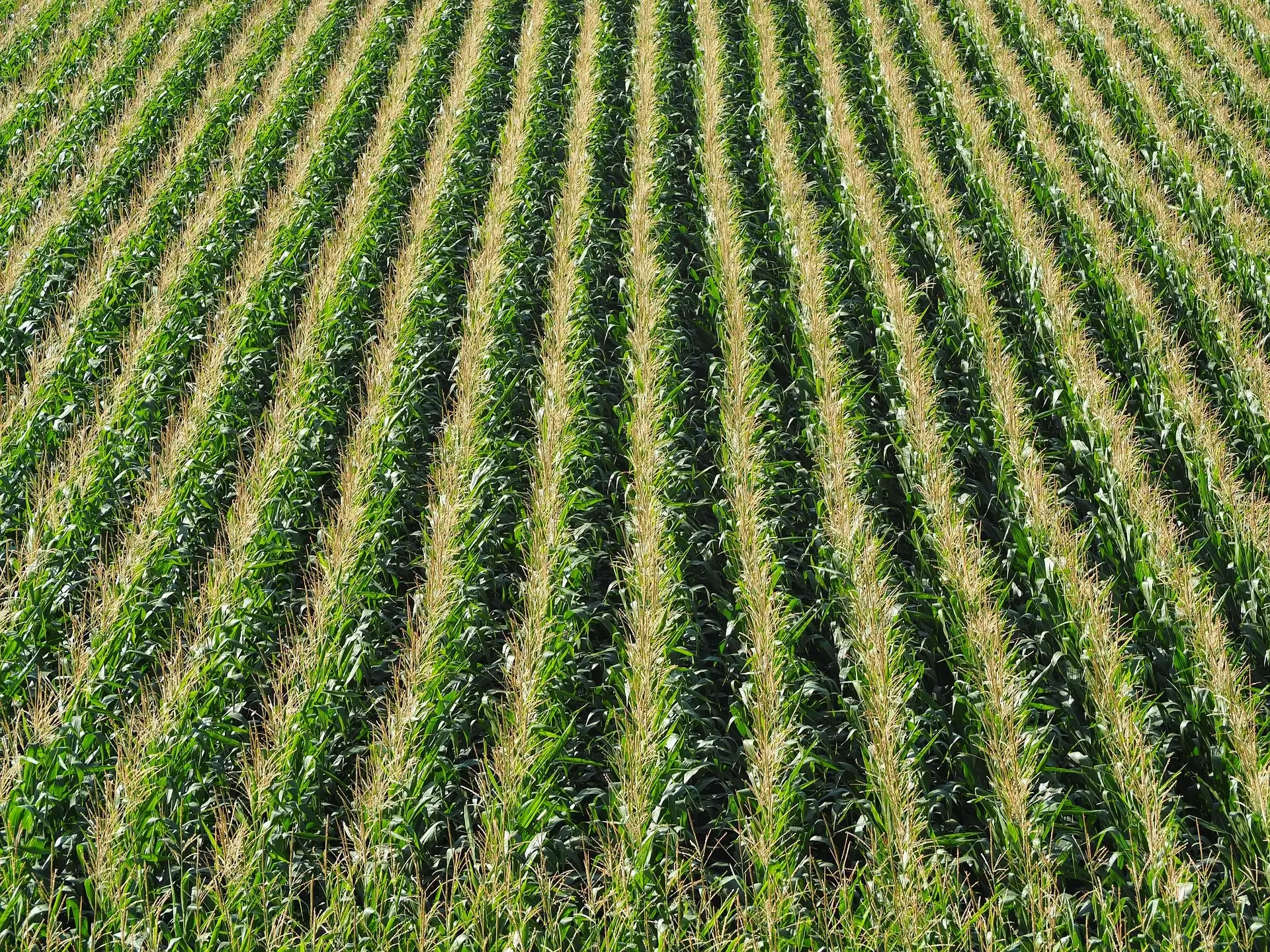 campo de maíz | Seeds for Future