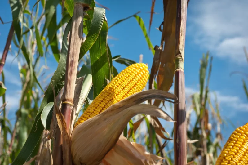 cultivo de mazorca de maíz | Seeds for Future