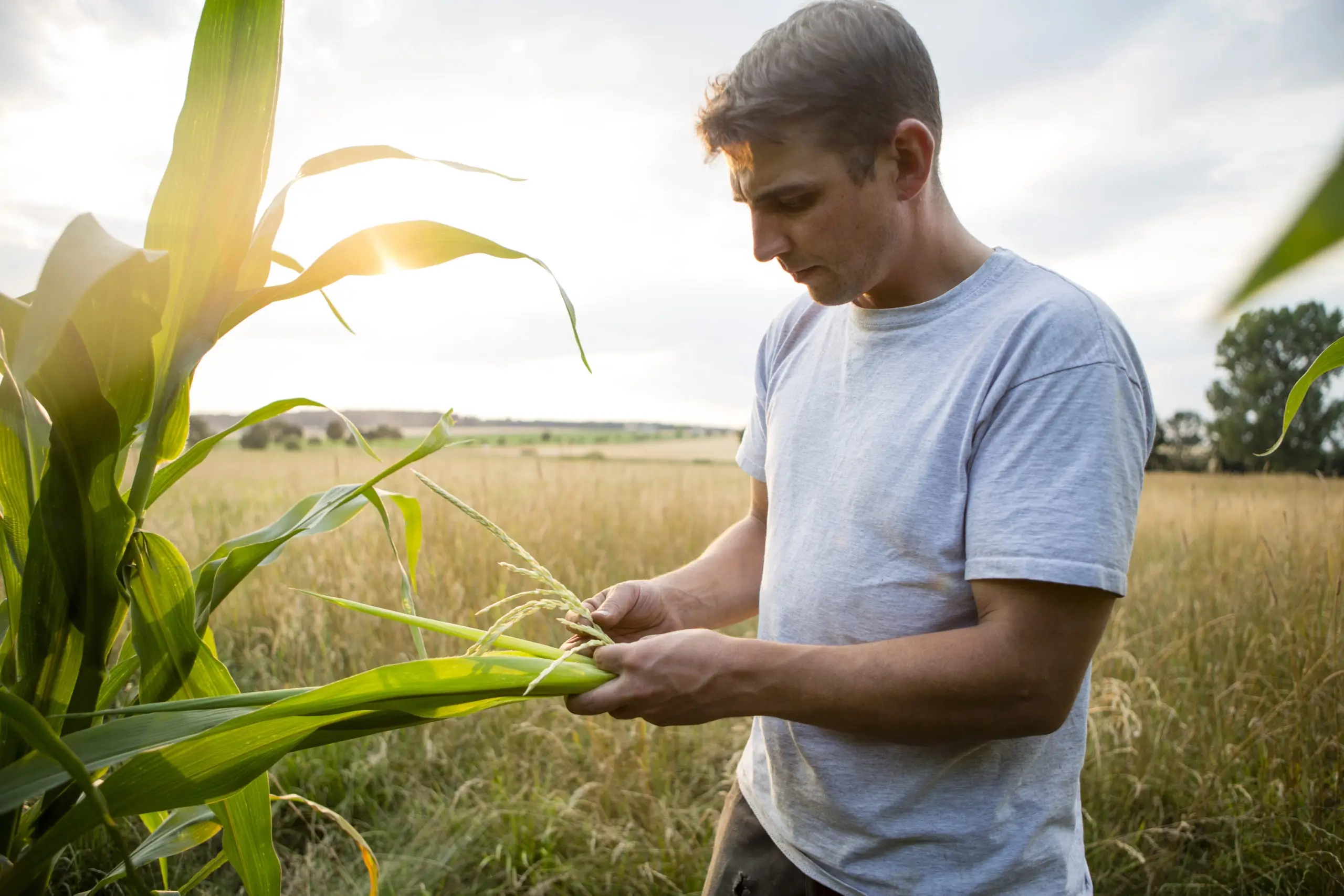 homme inspecte maïs champ | Seeds for Future