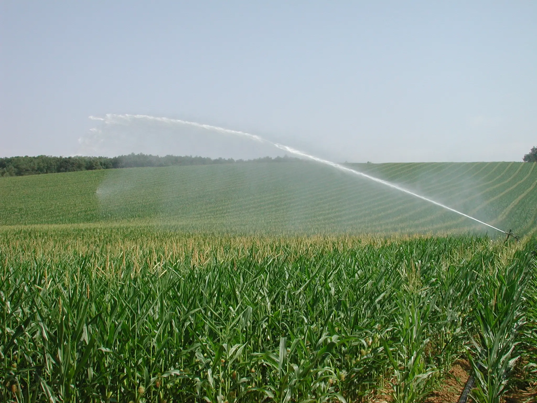 Un campo di mais irrigato da un irrigatore a lunga gittata | Seeds for Future
