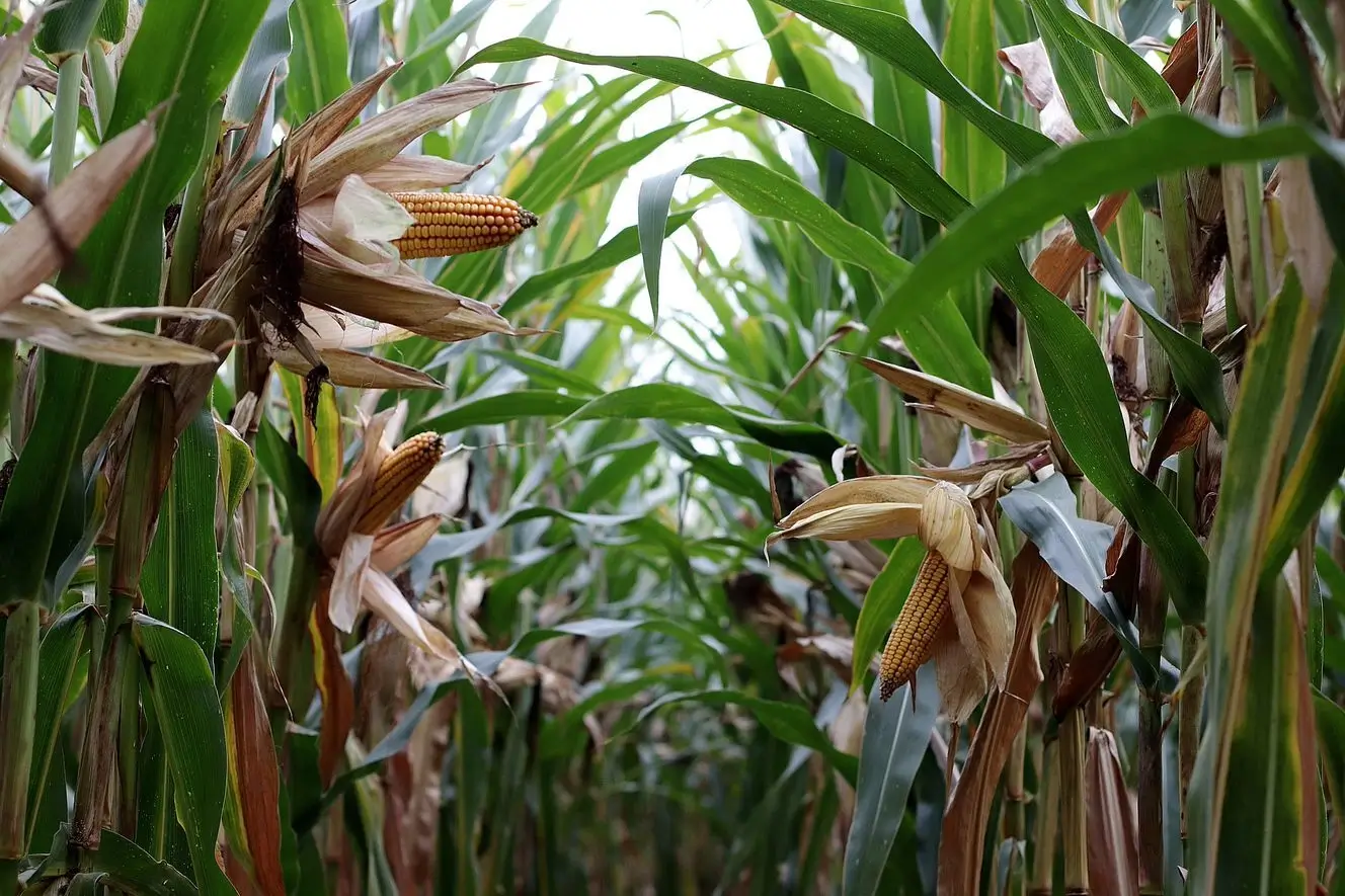 campo cultivo de mazorca de maíz | Seeds for Future