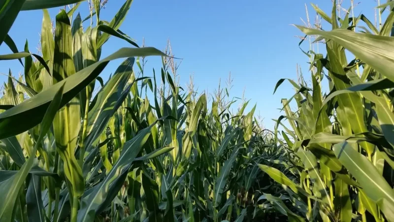 cultivo de maíz 723x406 | Seeds for Future